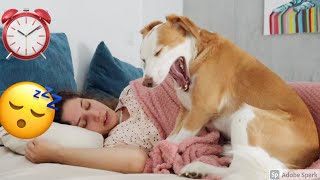 How my dog wakes me up | Doggo Alarm