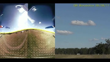 Automatic landing using visual horizon and optic flow