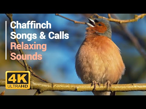 Bird Sounds Chaffinch Singing Calling For 1 Hour Birds