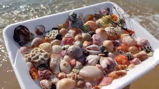 Colorful seashells on the beach.