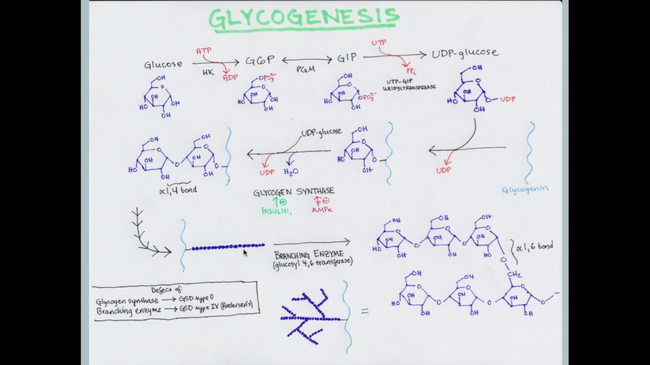 Glycogen Metabolism and Storage Diseases - CRASH! Medical Review Series