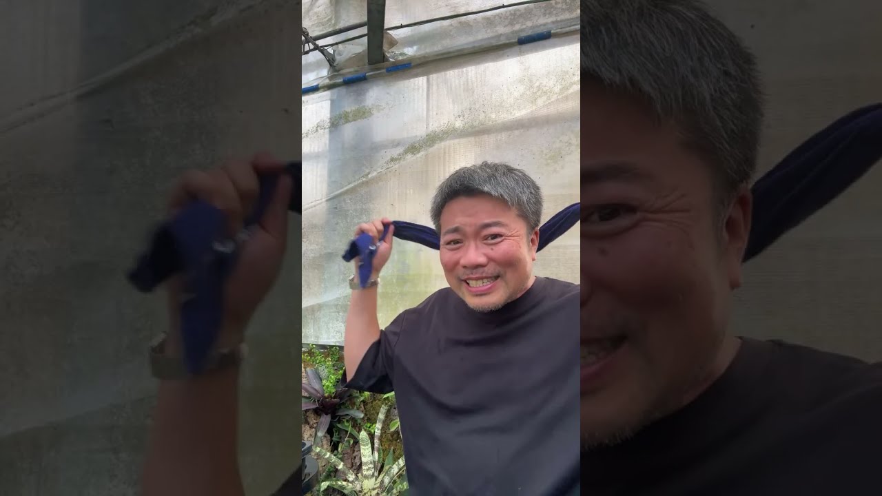 It's interesting to plant them in Nishiki pots - YouTube
