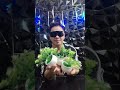 ARTIFICIAL PLANTS /TIKTOK SHOP LIVE TO SHINE TOP 9 RISING STAR/NICK MANJARES