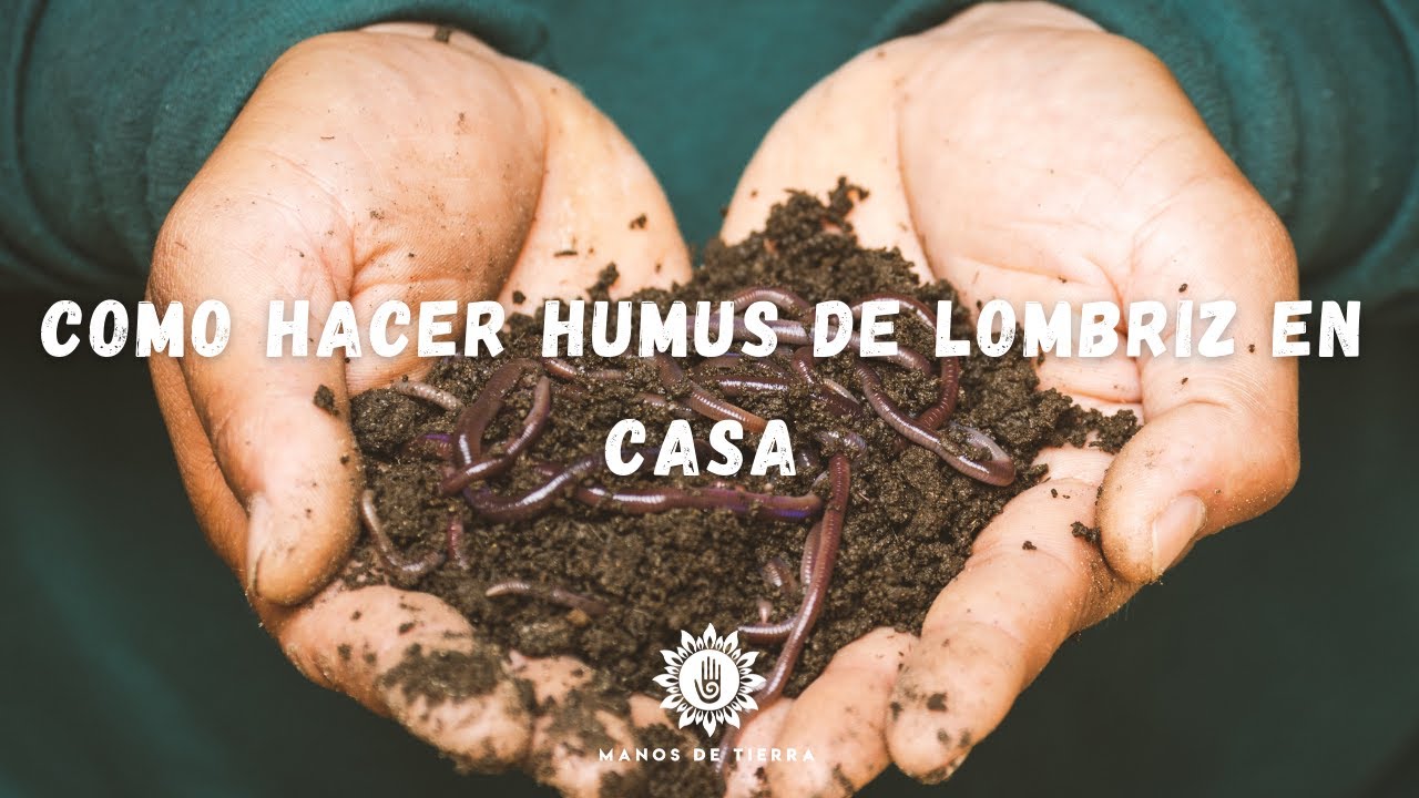 Cómo preparar humus de lombriz en casa: un fertilizante natural y sostenible 💚🪱