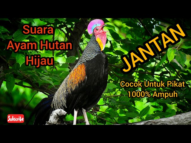 Suara Ayam Hutan Hijau (Jantan) class=