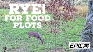 Cereal Rye for Food Plot