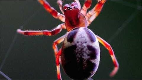 Arachnophobia Trailer