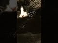 Nala ist müde        #Katzenliebe  #tierliebe #liebe #lebenmitkatzen