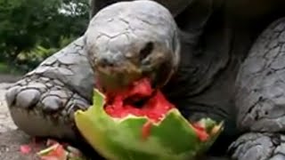 Galapagos tortoise: World’s Biggest tortoise can eat 70 lb food per day!