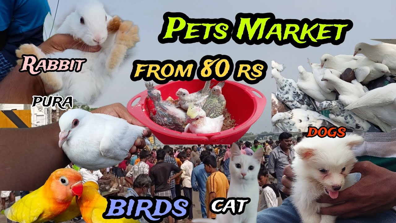 ருபாய் 80 முதல் pets 🤩 petsmarket in Tamilnadu birds , pigeons sales