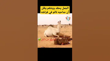 هذا الجمل اراد الإنتقام من صاحبه شاهد ماذا فعل 