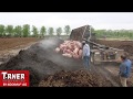 Composting 107 Hogs