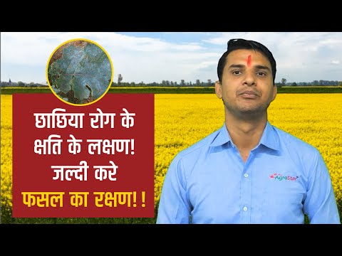 सरसों छाछिया रोग के क्षति के लक्षण एवं प्रबंधन!  - सरसों छाछिया रोग के क्षति के लक्षण एवं प्रबंधन! 