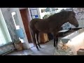 Лошадь зашла в магазин "Продукты". Real video