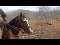 pegar de boi no Mato Fazenda ico Parnamirim Pernambuco