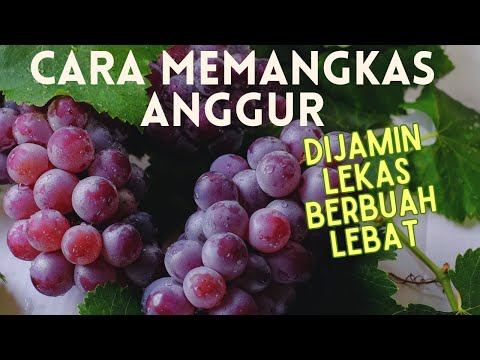 Video: Bagaimana Anda memangkas pohon ek semak?