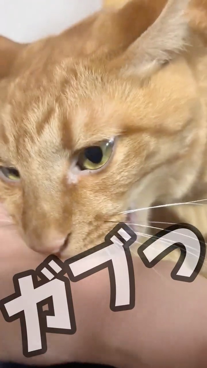 扇風機が大好きなトラ猫 - YouTube