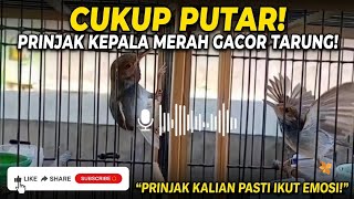 Pancingan Prenjak Kepala Merah Gacor Tarung — Sekali Dengar Cepat Nyahut & Buka Paruh!