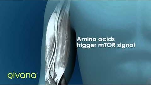 Qivana METABOLIQ Dr. Layman HD