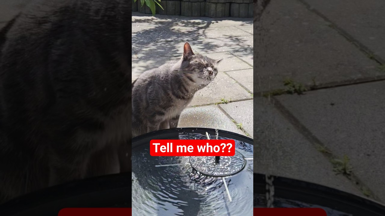 Serious question? 🐈😻❤️ #cat #kitten #cute #question #shorts #fyp
