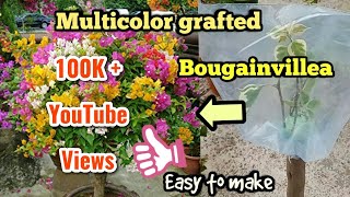 How to graft bougainvillea//Makes Multi Coloured Bougainvillea using Bark Grafting(Part-1)