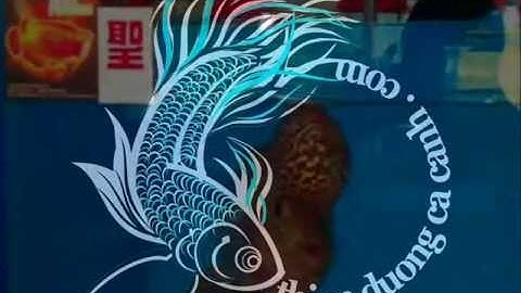 Diễn Đàn Cá La Hán - Thiên Đường Cá Cảnh