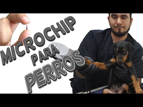 Video: Preguntas Frecuentes Sobre Microchips Para Perros