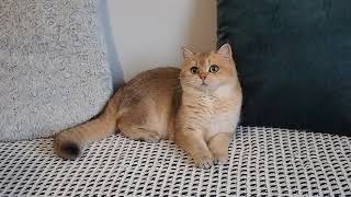 British shorthair girl by Diana's Dream cattery 85 views 1 year ago 33 seconds