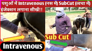 पशुओं में Intravenous (नस में) SubCut (त्वचा में) इंजेक्शन कैसे लगाएं? I/V, S/C injection in Animals