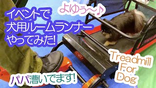 Treadmill for Dog 犬用ルームランナーを試用したら注目の的だったポメラニアン犬≪#685≫