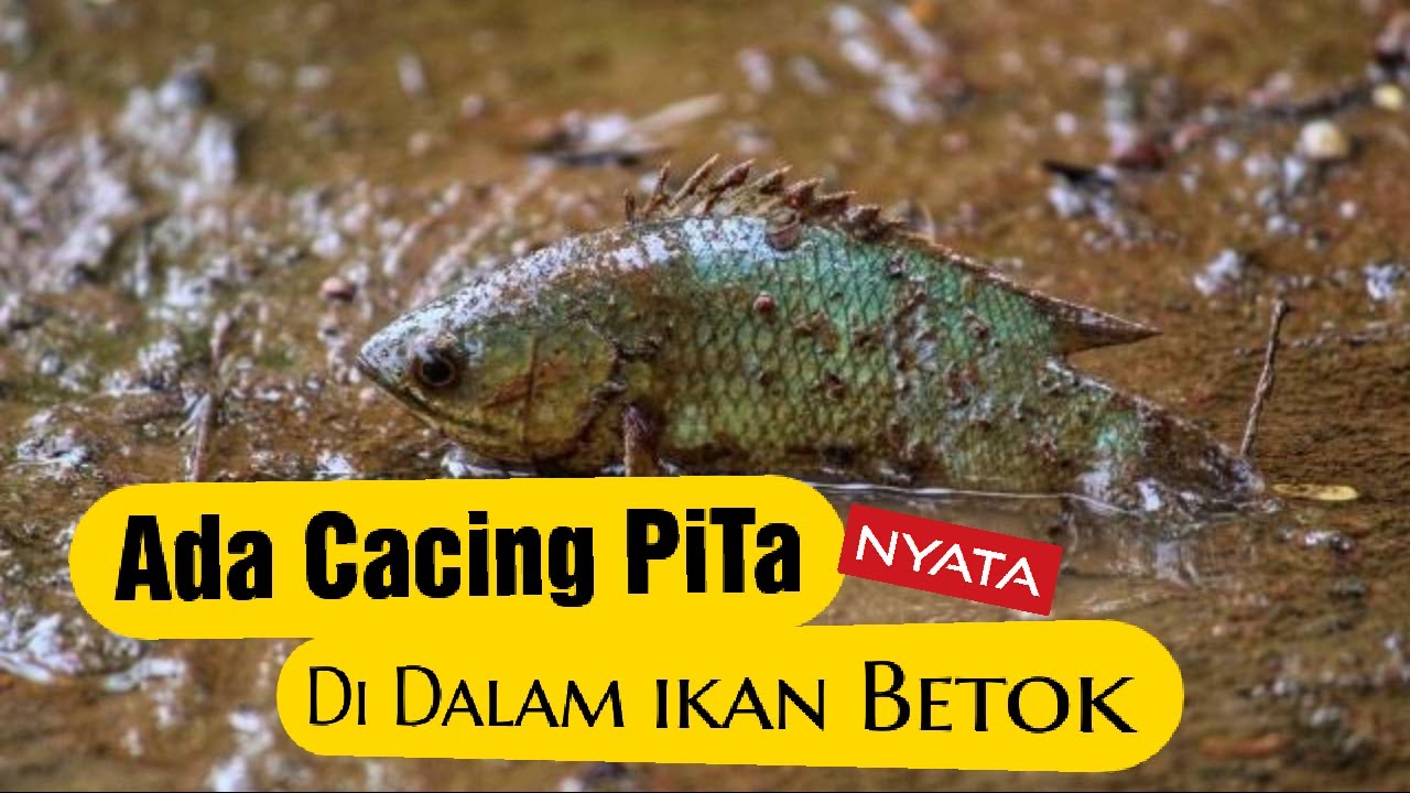 Ikan BetoK ada cacing pita didalam daging 