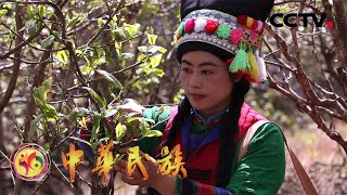 布朗族是云南最早种茶的族群，远古茶香在他们血脉里世世代代流淌 | CCTV「中华民族」20201124