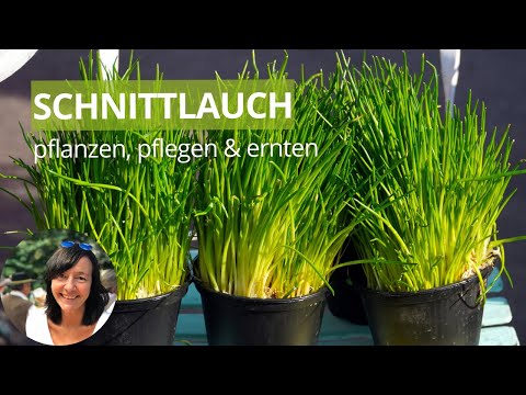 Video: Schnittlauch im Garten: Informationen zum Anbau und zur Ernte von Schnittlauch