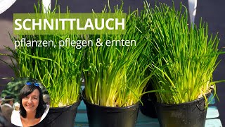 Schnittlauch pflanzen, pflegen und richtig ernten - die wichtigsten Schnittlauch Tipps