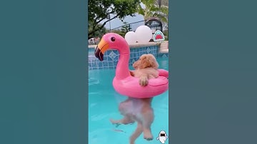 Chuồn chuồn cắn rốn biết bơi? #facts #amazingfacts