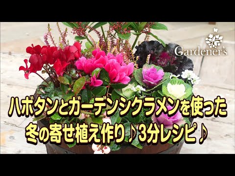 冬の寄せ植え3分レシピ ハボタンとガーデンシクラメンを使った寄せ植え Youtube