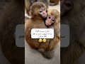 گرفتی چی شد میمون فان بانمک بامزه خنده خنده دار حیوانات 