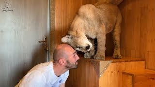 Very gentle Messi. Man and cat.