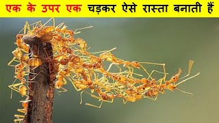 इन चींटियों का घोसला देख के मजा आ जाएगा | These WEAVER ANT NESTS Will Blow Your Mind