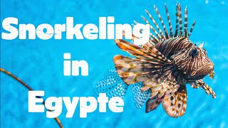 Snorkeling in Sharm El Sheikh and Dahab (Egypt)