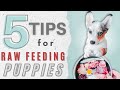 5 Simple Tips For Raw Feeding Your Puppy