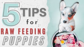 5 Simple Tips For Raw Feeding Your Puppy
