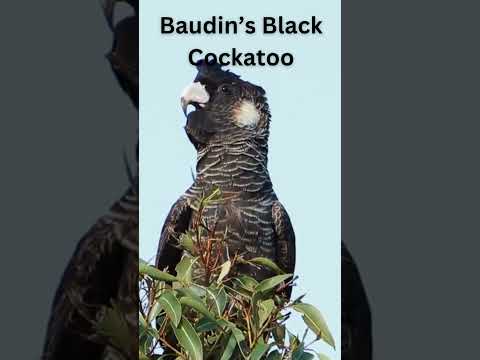 Baudin's Black Cockatoo. #shorts #animals #cockatoo