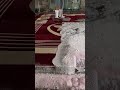 Foam scraping #45 #satisfying #asmr #carpetcleaning.