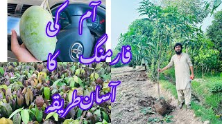 Mango Farming || Aam k pody tiyr karny ka tariqa ||Mango seed germination ||Mango plants