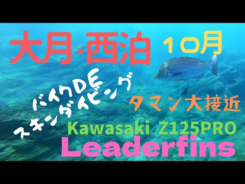 フエフキダイ大接近 大月町 西泊 10月高知県【Z125PRO】【Leaderfins