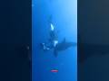 Silent Hunters of the Deep Blue #short #sea #orca