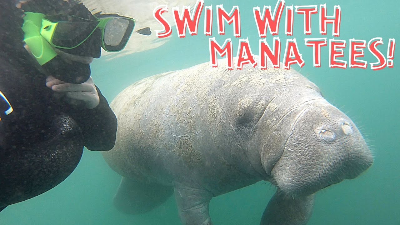 explorida manatee tour