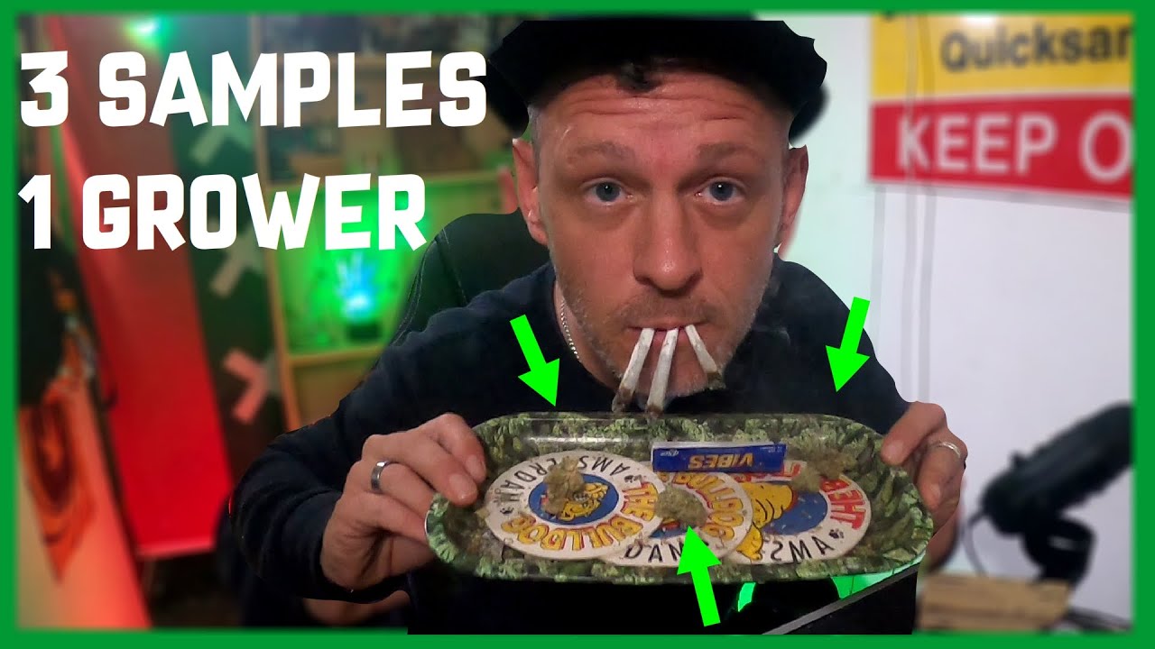 UK Weed Review - 1 Grower, 3 Cannabis Samples (Hollyweed - Bodhi Seeds)