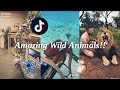 Amazing Wild Animals Interaction With Humans From TikTok Compilation|Ramé Abditory